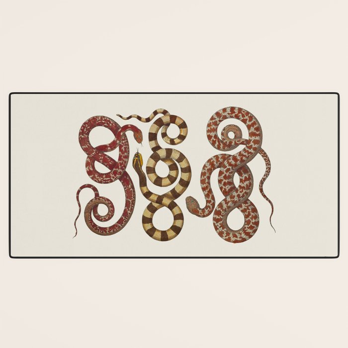 Albertus Seba A detailed description of the richest treasure of natural things Desk Mat Gallery Image 3