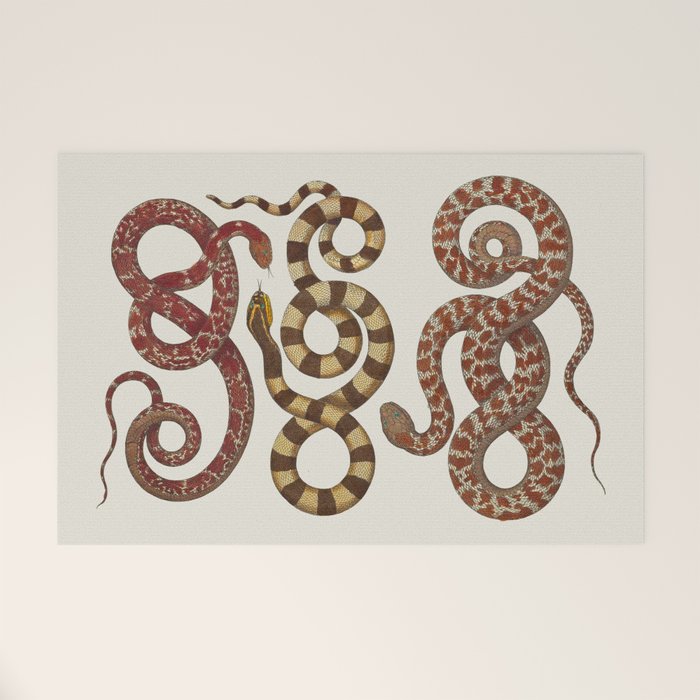 Albertus Seba A detailed description of the richest treasure of natural things Welcome Mat Gallery Image 1