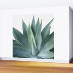 Agave blanco Wall Mural Gallery Image 2