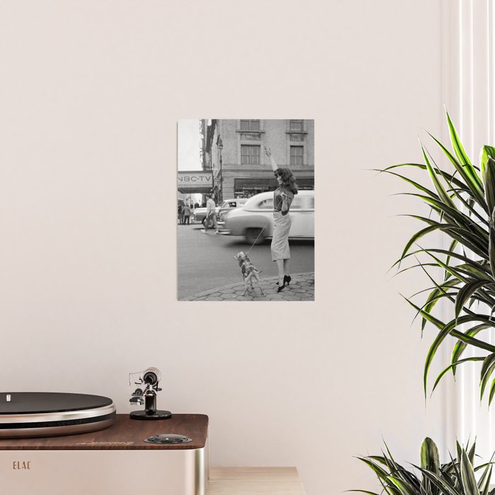Young woman with pet dog hailing a yellow cab taxi New York City portrait black and white photograph - photography - photographs Poster Gallery Image 2