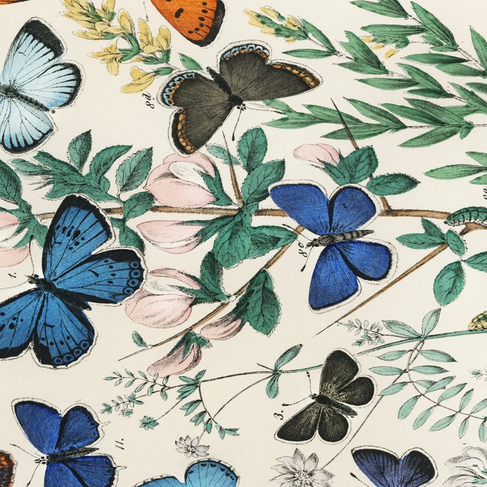 Vintage Scientific Illustration Butterfly Botanical Floral Lithograph Encyclopaedia Diagrams  Coffee Mug Gallery Image 2