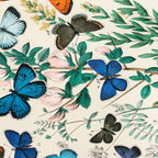 Vintage Scientific Illustration Butterfly Botanical Floral Lithograph Encyclopaedia Diagrams  Coffee Mug Gallery Image 2