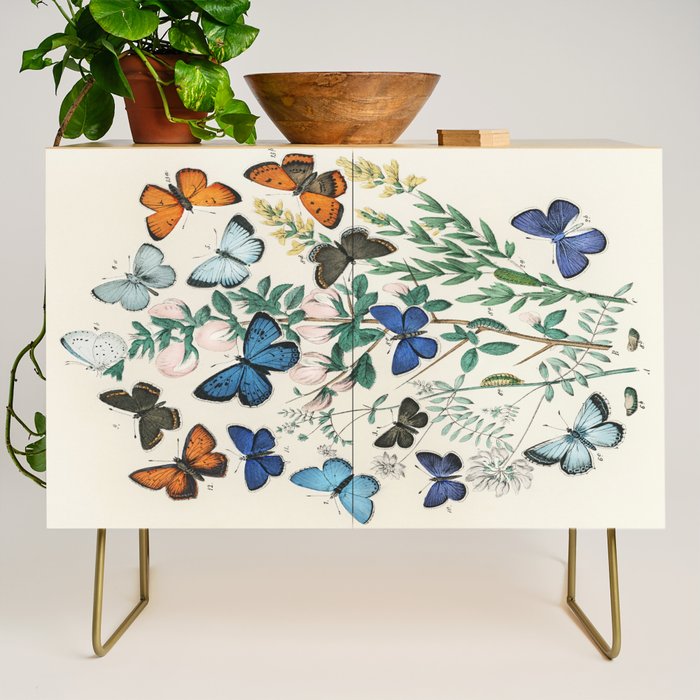 Vintage Scientific Illustration Butterfly Botanical Floral Lithograph Encyclopaedia Diagrams  Credenza Gallery Image 1