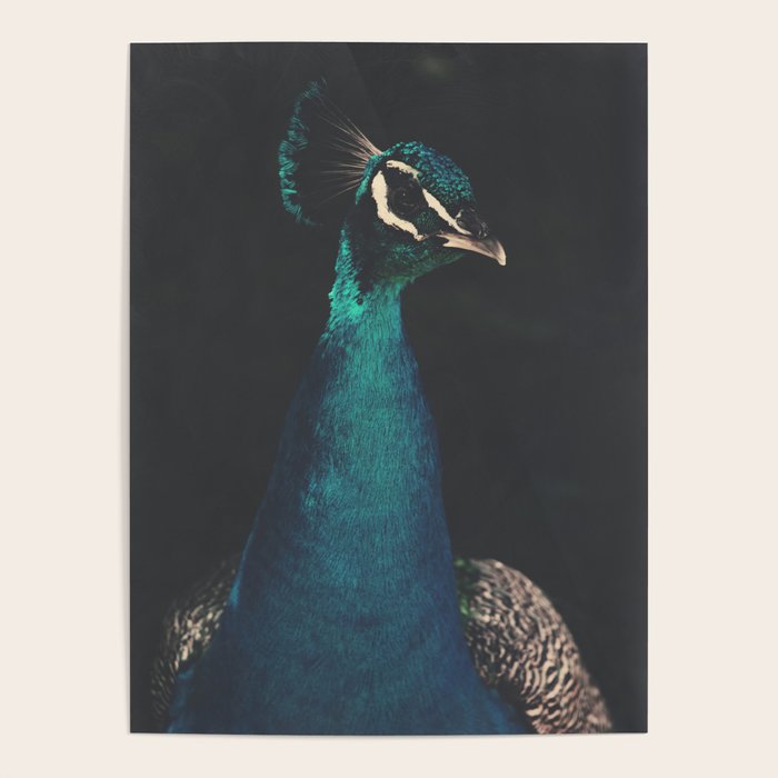 Peacock and Proud - Beautiful Bird photography by Ingrid Beddoes Poster Gallery Image 4