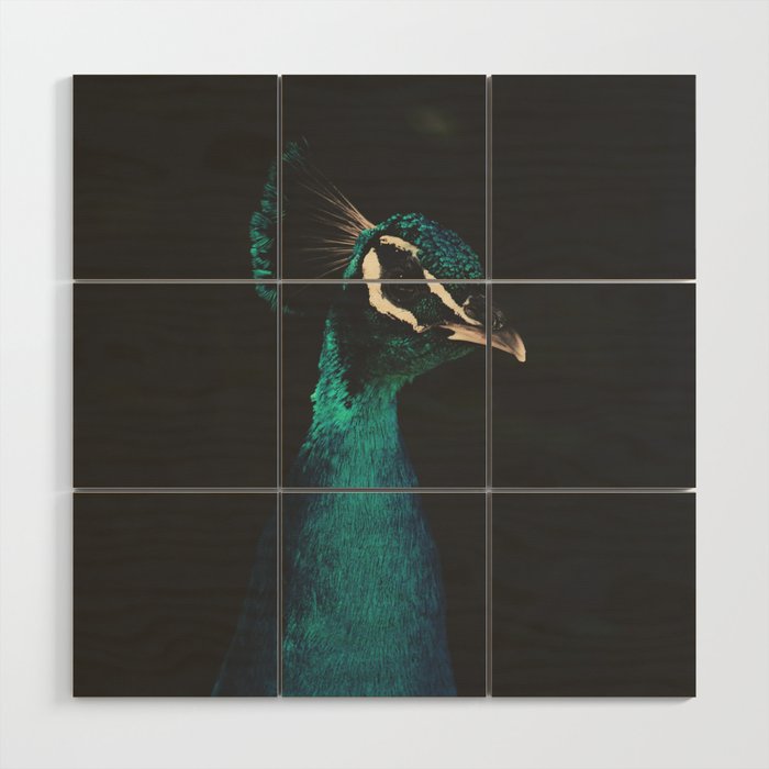 Peacock and Proud - Beautiful Bird photography by Ingrid Beddoes Wood Wall Art Gallery Image 1