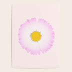 White and Pink Daisy Poster Gallery Image 4