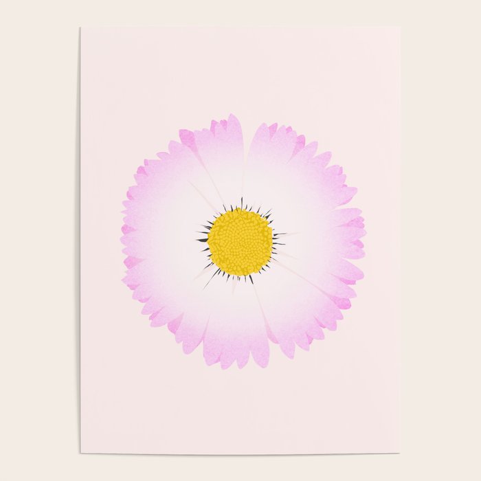 White and Pink Daisy Poster Gallery Image 4