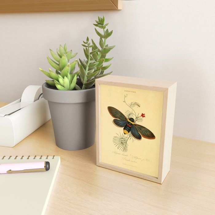 Cicada by Edward Donovan, 1800 (benefitting The Nature Conservancy) Mini Art Print Gallery Image 2