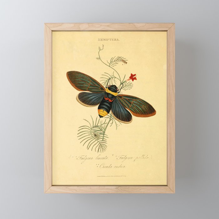 Cicada by Edward Donovan, 1800 (benefitting The Nature Conservancy) Mini Art Print Gallery Image 1