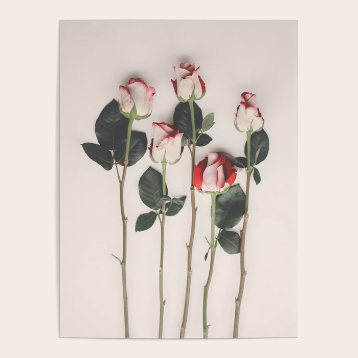 Flowers Roses Poster Gallery Image 1