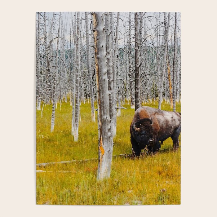 Yellowstone Buffalo Poster Gallery Image 4