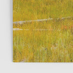 Yellowstone Buffalo Poster Gallery Image 3