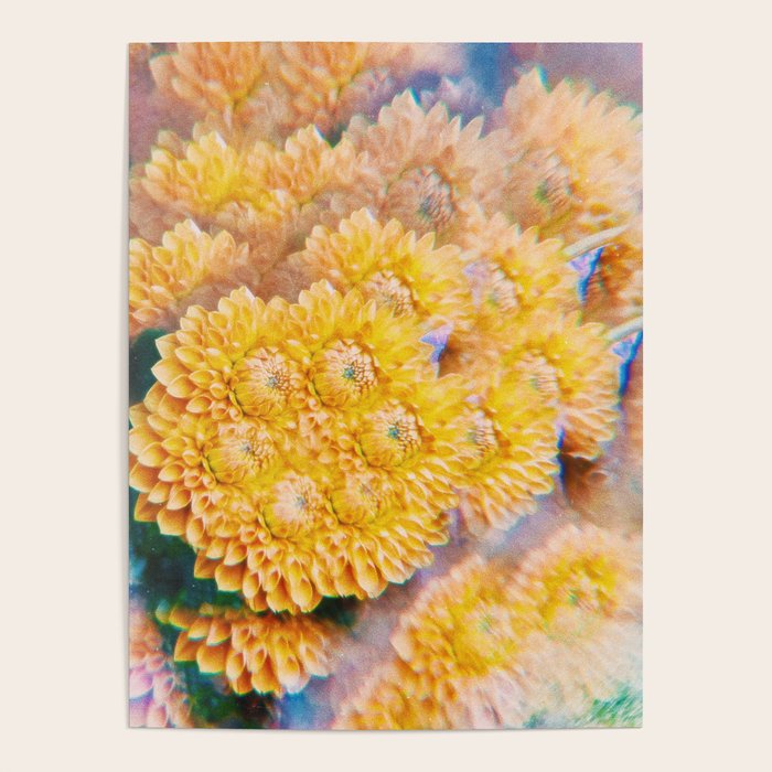 Amber Poster Gallery Image 1