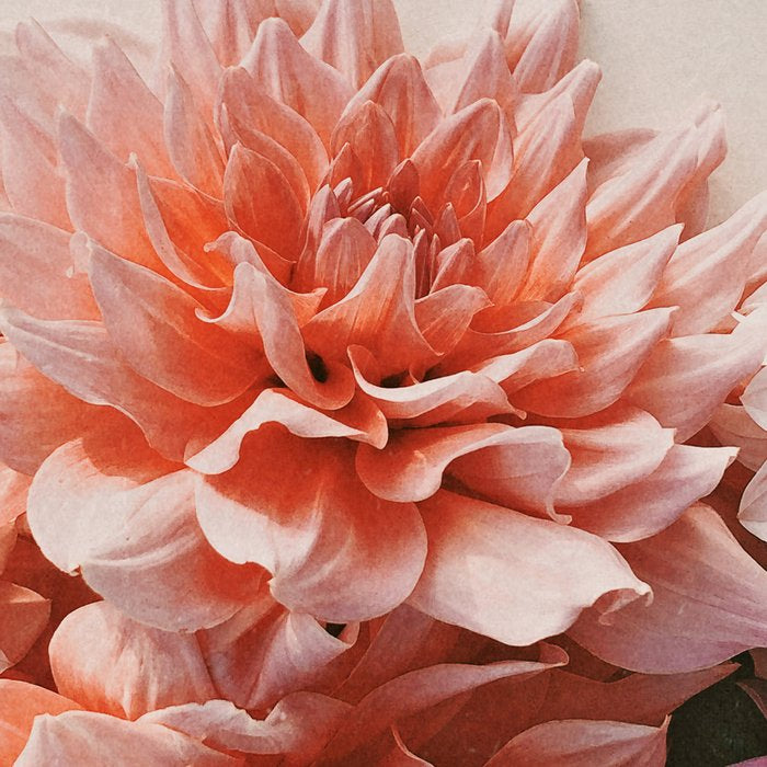 Find Your Tribe #2 - Modern Dahlia Botanical Photograph Coffee Mug Gallery Image 2