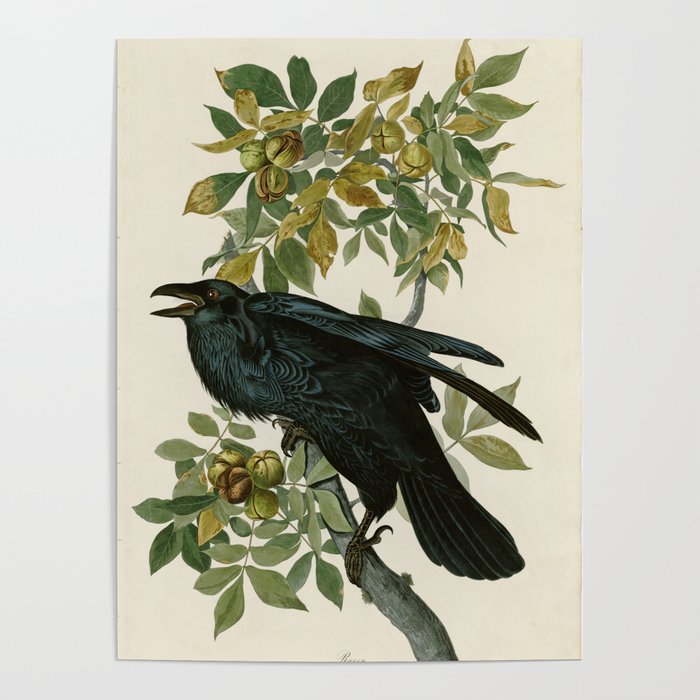 Raven - John James Audubon Birds of America Poster