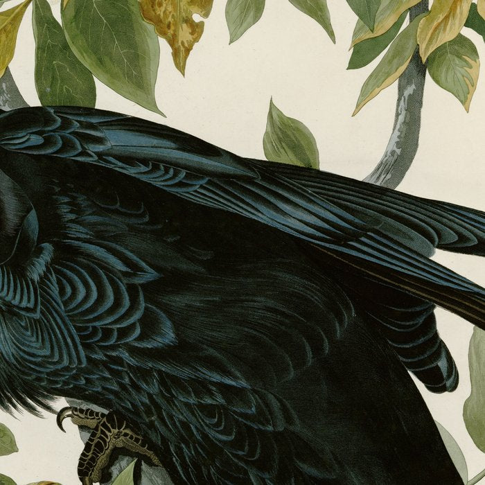 Raven - John James Audubon Birds of America Coffee Mug Gallery Image 2