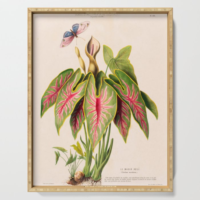 Art from "Flore dâAmÃ©rique" by Ãtienne Denisse, 1840s Serving Tray Gallery Image 1