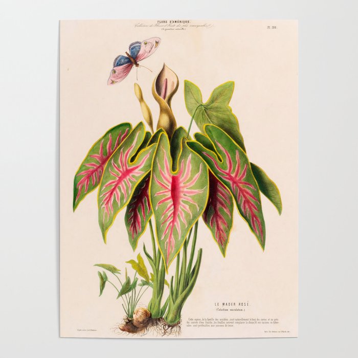 Art from "Flore dâAmÃ©rique" by Ãtienne Denisse, 1840s Poster Gallery Image 4