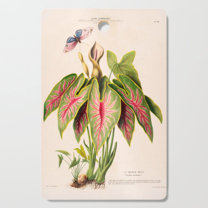 Art from "Flore dâAmÃ©rique" by Ãtienne Denisse, 1840s Cutting Board Gallery Image 1
