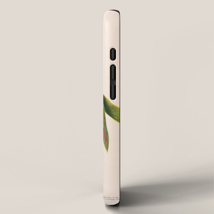 Art from "Flore dâAmÃ©rique" by Ãtienne Denisse, 1840s iPhone Case Gallery Image 2