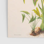 Art from "Flore dâAmÃ©rique" by Ãtienne Denisse, 1840s Poster Gallery Image 3