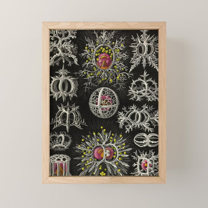 Stephoidea by Ernst Haeckel (Art Forms in Nature, 1900) Mini Art Print Gallery Image 1