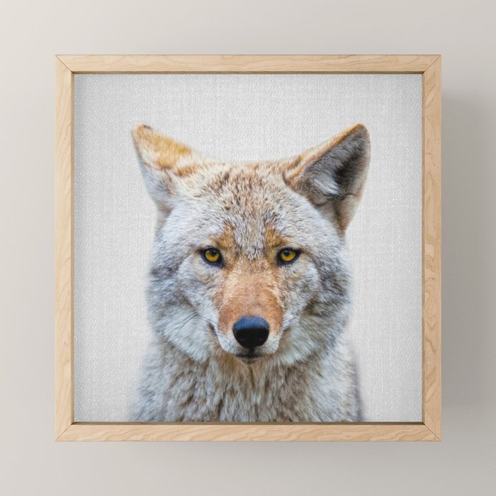 Coyote - Colorful Mini Art Print Gallery Image 1