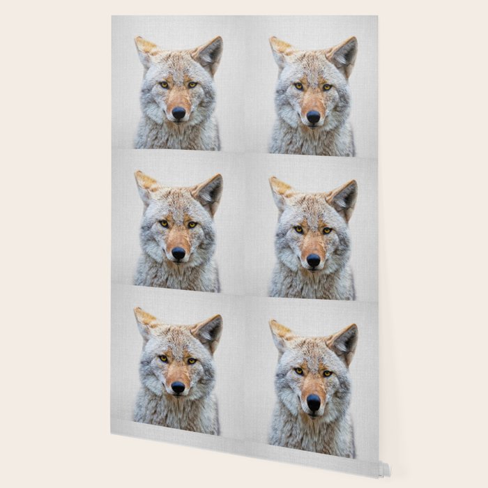 Coyote - Colorful Wallpaper Gallery Image 2