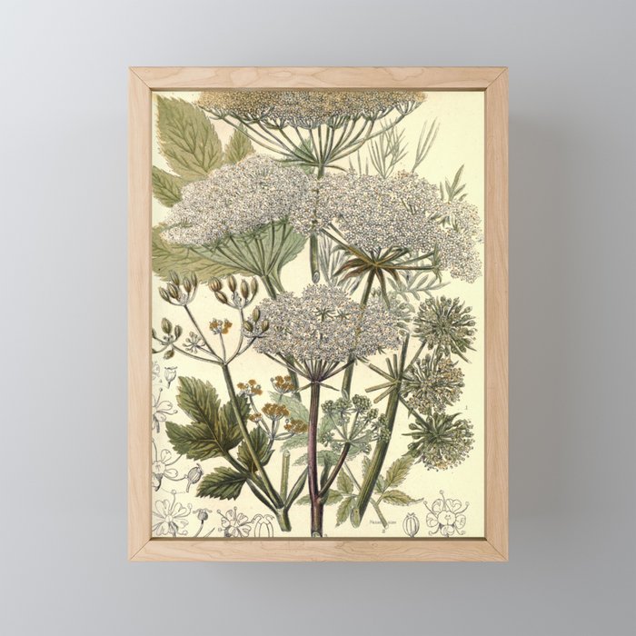 Angelica by Anne Pratt, 1800s (benefitting The Nature Conservancy) Mini Art Print Gallery Image 1