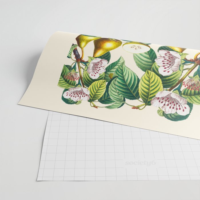 PEARS Wrapping Paper Gallery Image 2