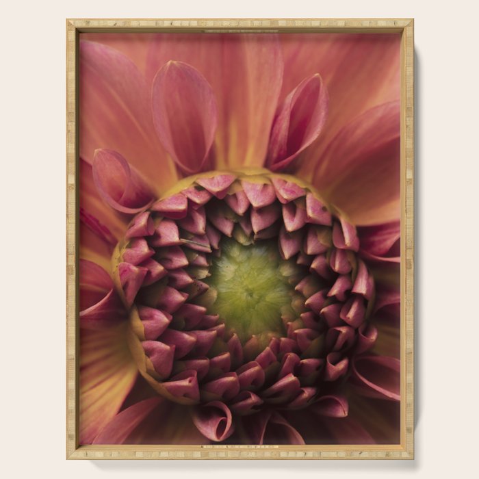Her Heart Was Ready to Bloom - dahlia photo botanical flower art decor Serving Tray Gallery Image 1