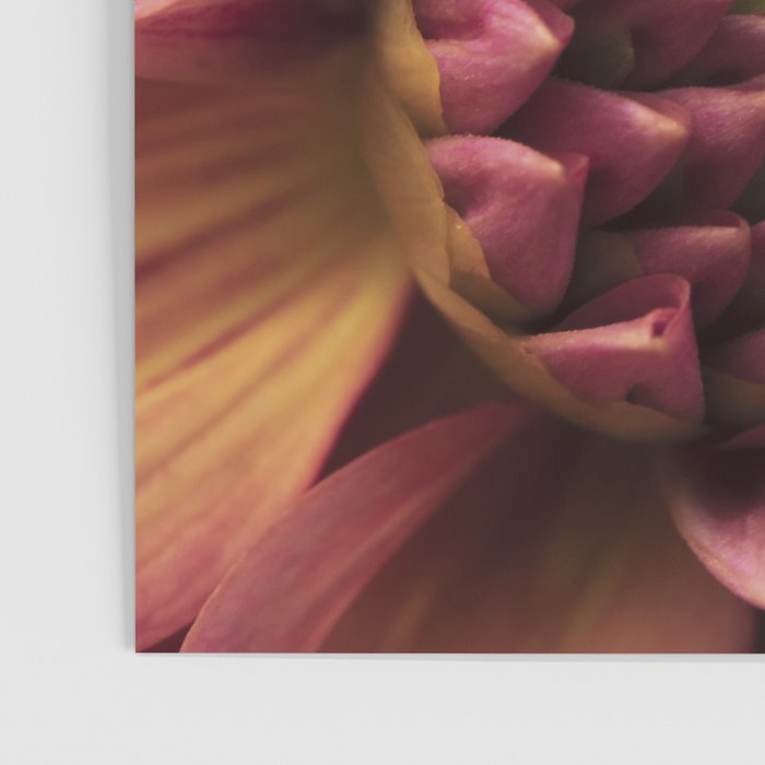Her Heart Was Ready to Bloom - dahlia photo botanical flower art decor Poster Gallery Image 3