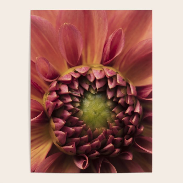 Her Heart Was Ready to Bloom - dahlia photo botanical flower art decor Poster Gallery Image 4