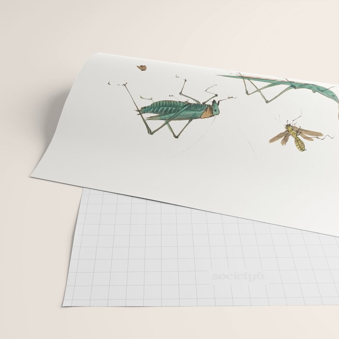 Insects frogs and a snail Wrapping Paper Gallery Image 2