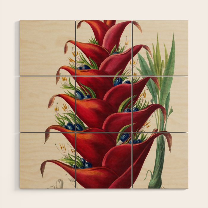 Art from "Flore dâAmÃ©rique" by Ãtienne Denisse, 1840s Wood Wall Art Gallery Image 1