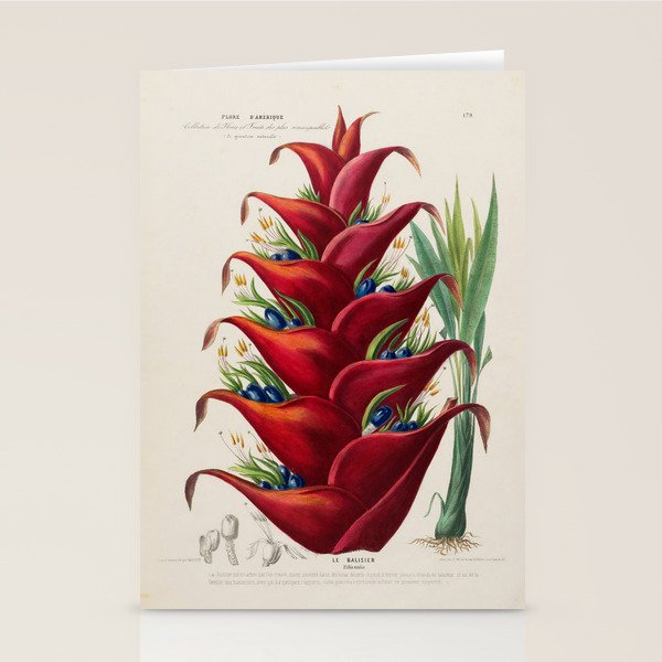 Art from "Flore dâAmÃ©rique" by Ãtienne Denisse, 1840s Stationery Card Gallery Image 1