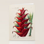 Art from "Flore dâAmÃ©rique" by Ãtienne Denisse, 1840s Stationery Card Gallery Image 2