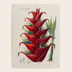 Art from "Flore dâAmÃ©rique" by Ãtienne Denisse, 1840s Poster Gallery Image 4