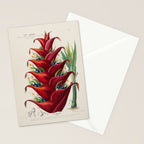 Art from "Flore dâAmÃ©rique" by Ãtienne Denisse, 1840s Stationery Card Gallery Image 2