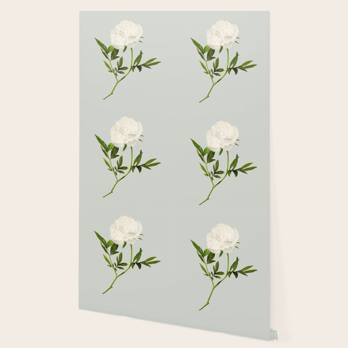 White Rose 2 Wallpaper Gallery Image 2