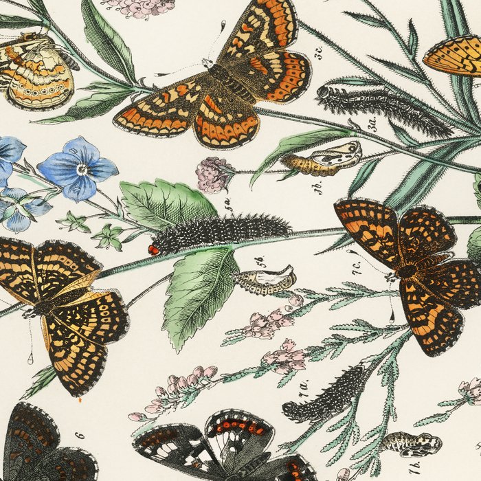 Vintage Scientific Illustration Butterfly Botanical Floral Lithograph Encyclopaedia Diagrams  Coffee Mug Gallery Image 2