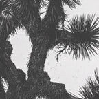 JOSHUA TREE XIII / California Desert Coffee Mug Gallery Image 2