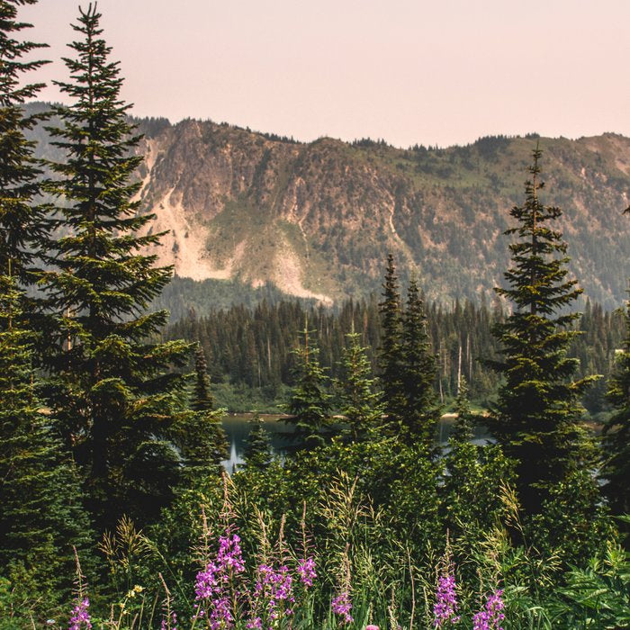 Mount Rainier Wildflower Adventure VII - Pacific Northwest Mountain Forest Wanderlust Coffee Mug Gallery Image 2