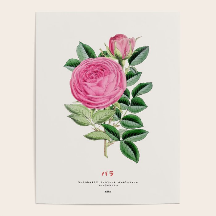 Pink Japanese Rose Poster Gallery Image 1