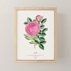 Pink Japanese Rose Mini Art Print Gallery Image 1