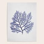 Seaweed 9 Poster Gallery Image 4