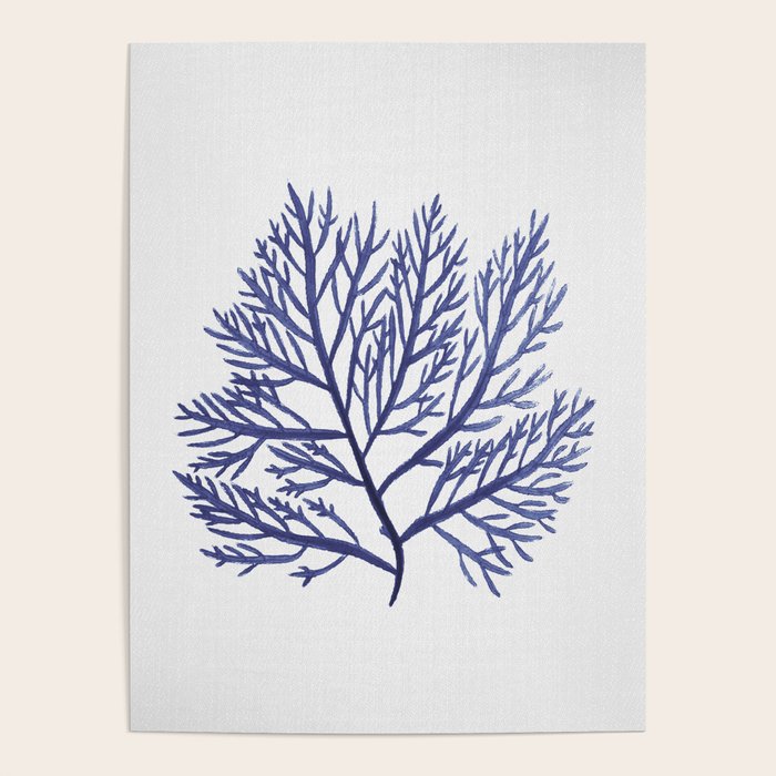 Seaweed 9 Poster Gallery Image 4