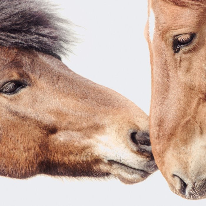 Horse Love Coffee Mug Gallery Image 2