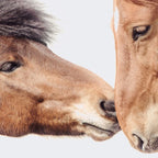 Horse Love Coffee Mug Gallery Image 2