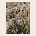 field of aster wildflowers - botanical nature photograph Poster Gallery Image 4